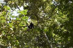 Madagascar / Madagaskar - National Park Andasibe 02-10-2016