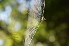 Madagascar / Madagaskar - National Park Andasibe 02-10-2016