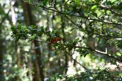 Madagascar / Madagaskar - National Park Andasibe 02-10-2016