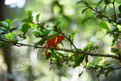 Madagascar / Madagaskar - National Park Andasibe 02-10-2016
