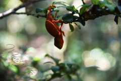 Madagascar / Madagaskar - National Park Andasibe 02-10-2016