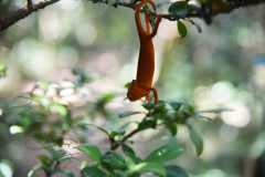 Madagascar / Madagaskar - National Park Andasibe 02-10-2016
