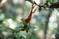 Madagascar / Madagaskar - National Park Andasibe 02-10-2016