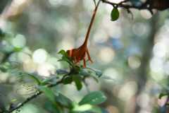 Madagascar / Madagaskar - National Park Andasibe 02-10-2016