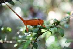 Madagascar / Madagaskar - National Park Andasibe 02-10-2016