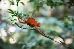 Madagascar / Madagaskar - National Park Andasibe 02-10-2016