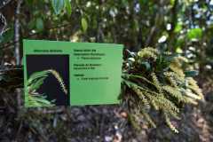 Madagascar / Madagaskar - National Park Andasibe 02-10-2016