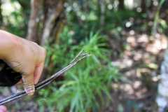 Madagascar / Madagaskar - National Park Andasibe 02-10-2016