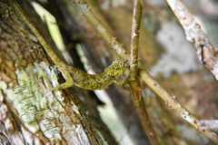 Madagascar / Madagaskar - National Park Andasibe 02-10-2016