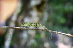 Madagascar / Madagaskar - National Park Andasibe 02-10-2016