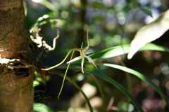 Madagascar / Madagaskar - National Park Andasibe 02-10-2016