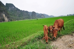 Vietnam / Wietnam - Trang An 01-04-2014