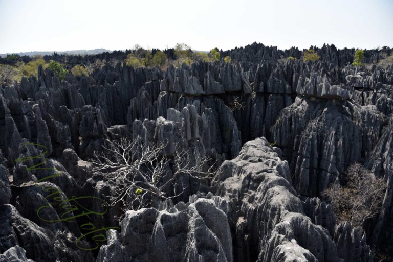 (3) Madagaskar – Tsingy De Bemaraha