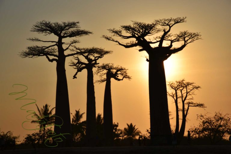 (5) Madagaskar – Morondava i okolice: Aleja Baobabów (część 2)